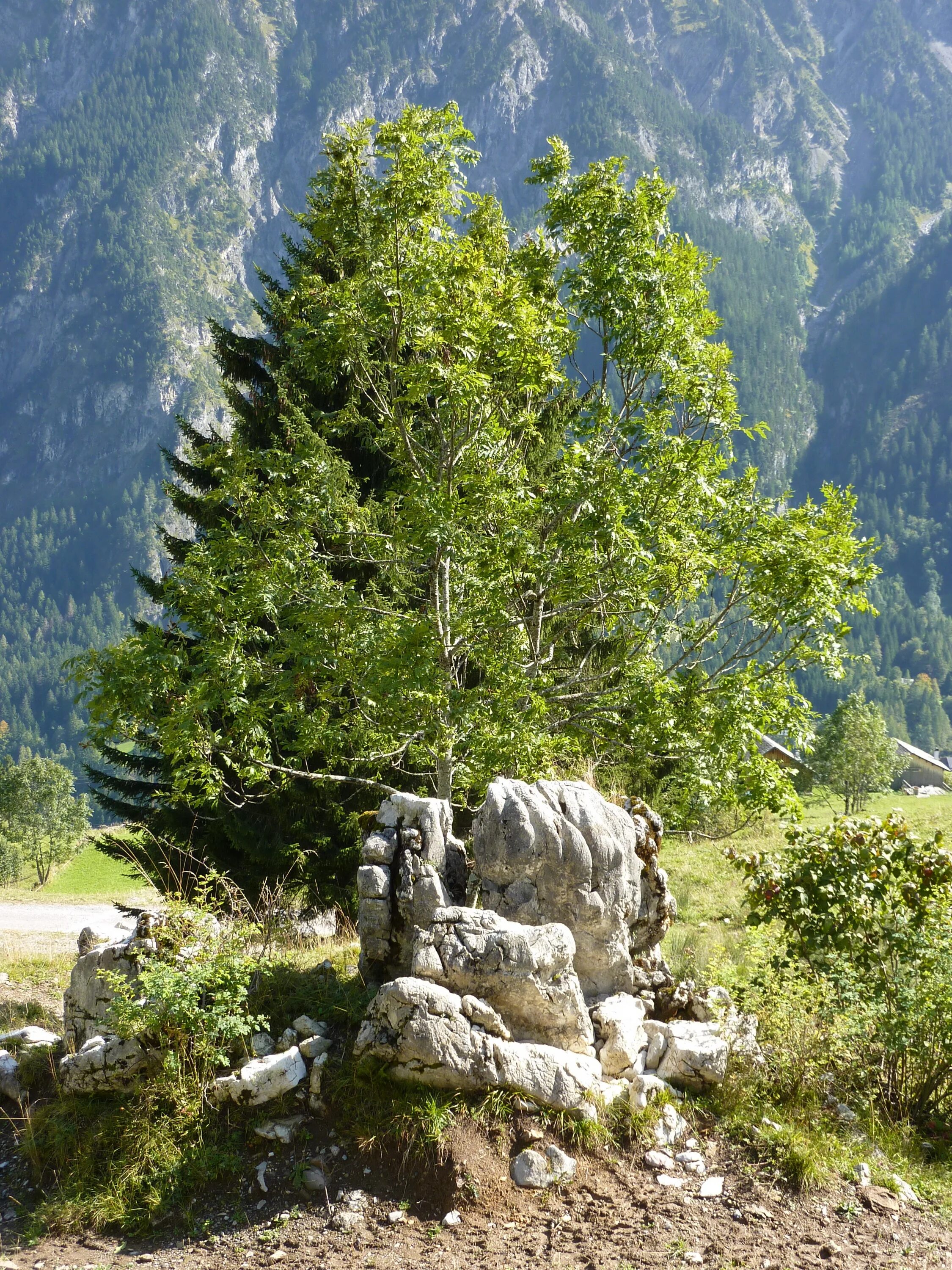 Дерево молчания. Cemenlik. 2736. Çemenlik.