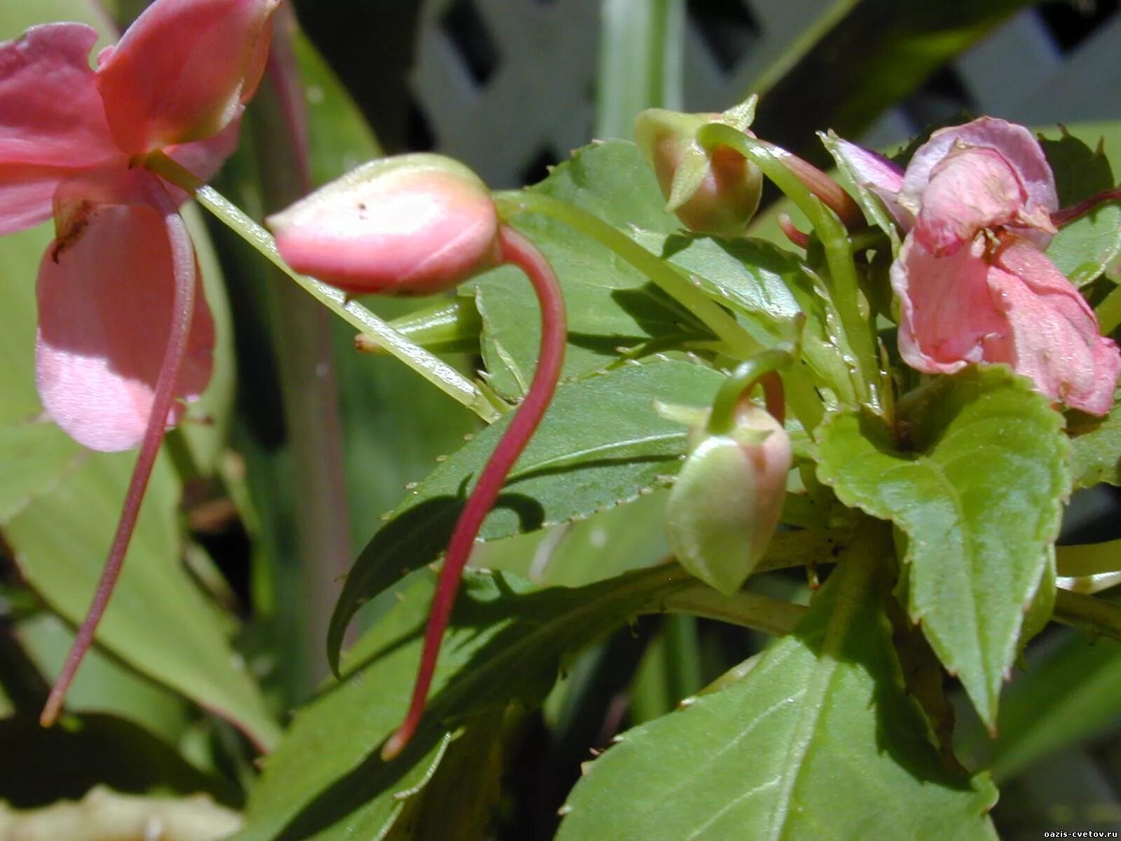 Гуттация бальзамин. Бальзамин фуксия. Impatiens walleriana. Бальзамин аргута.