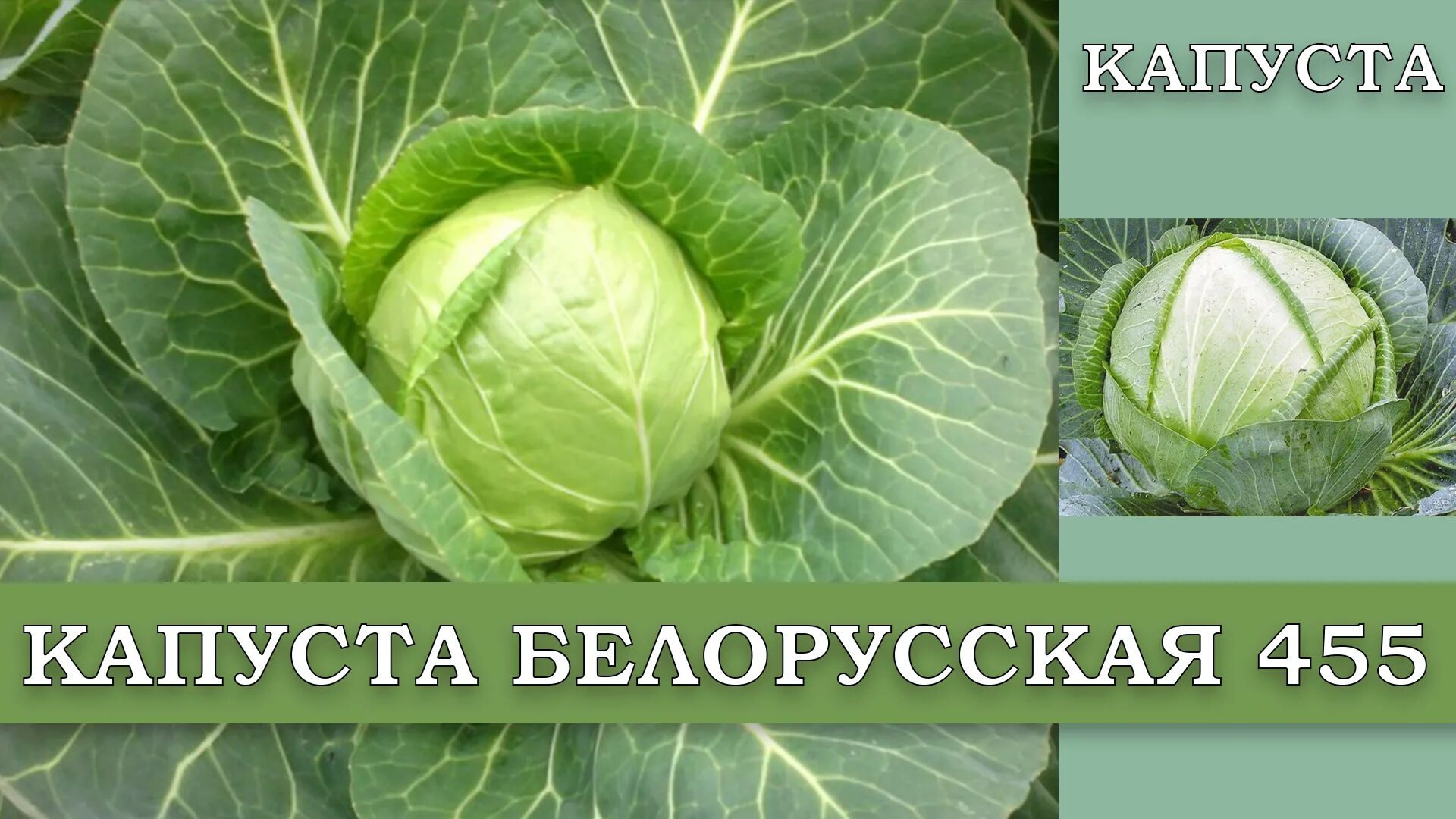 ✅ Сорти білокачанної капусти: опис, фото, таблиці