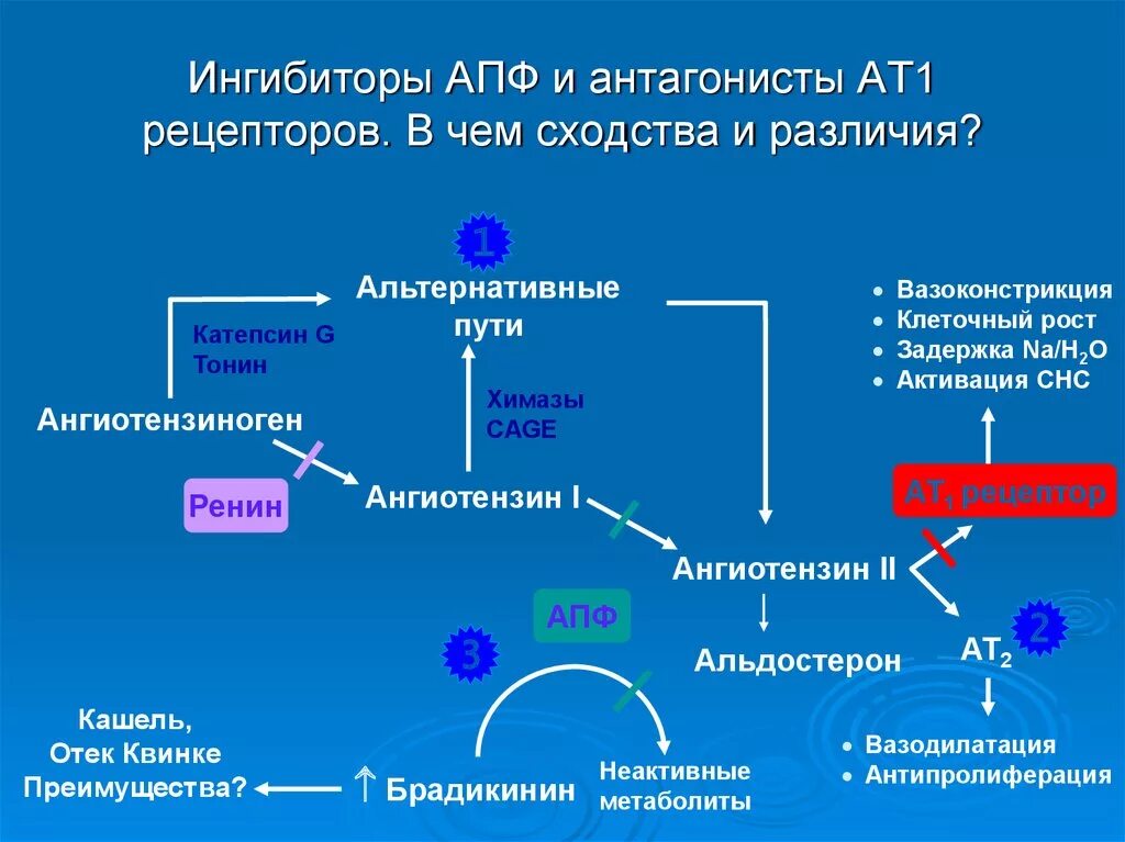 Ингибитор нового поколения. Блокаторы рецепторов ангиотензина 1 механизм действия. Рецепторов ангиотензина II типа 1. Блокаторы АТ рецепторов механизм. Блокаторы АТ 2 рецепторов препараты.