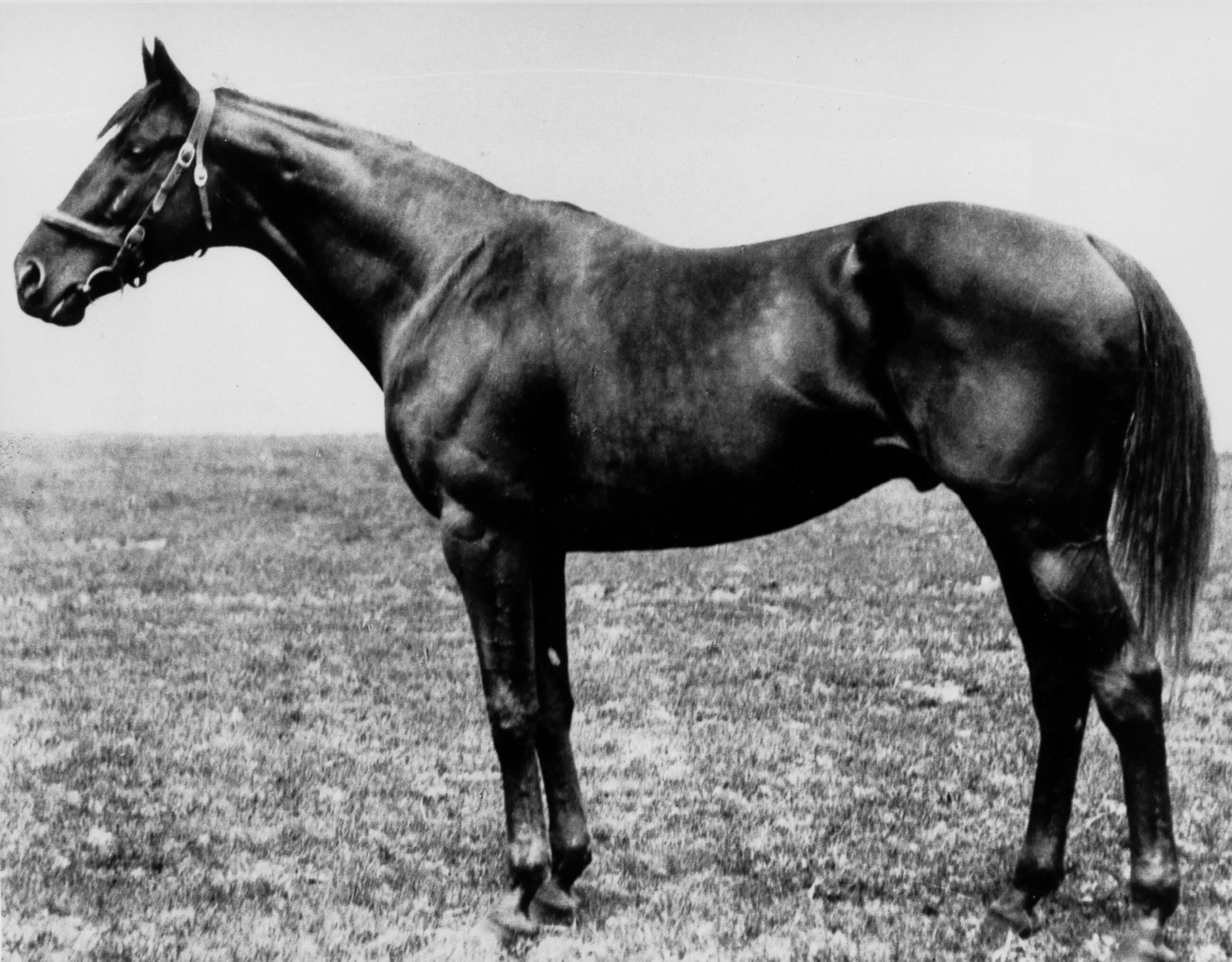 У чистокровной верховой лошади шея тонкая длинная. Sir Barton лошадь 1919. Тракененская порода лошадей. Тракененская лошадь Эстетика. Лошадь чб.