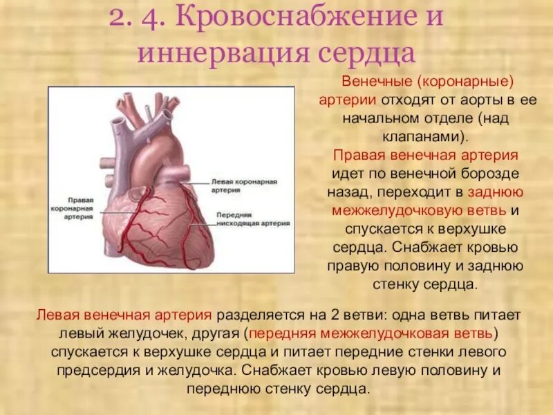 Коронарные и венечные сосуды сердца. Перикард анатомия. Кровоснабжение сердца кратко и понятно. Венечные артерии сердца анатомия.