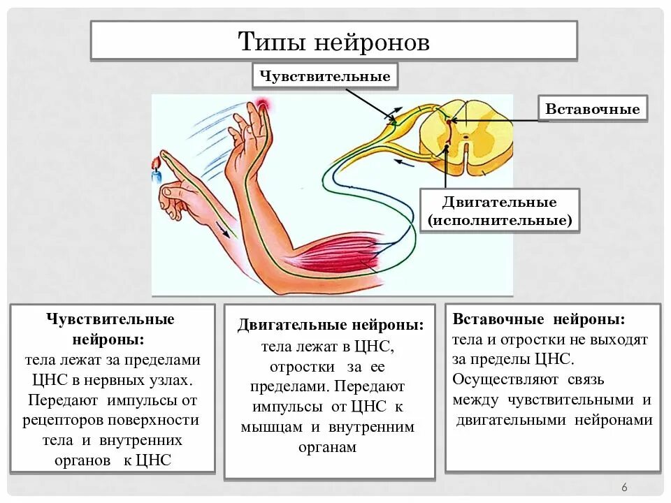 Нервная система образуется из. Нервная система образуется из