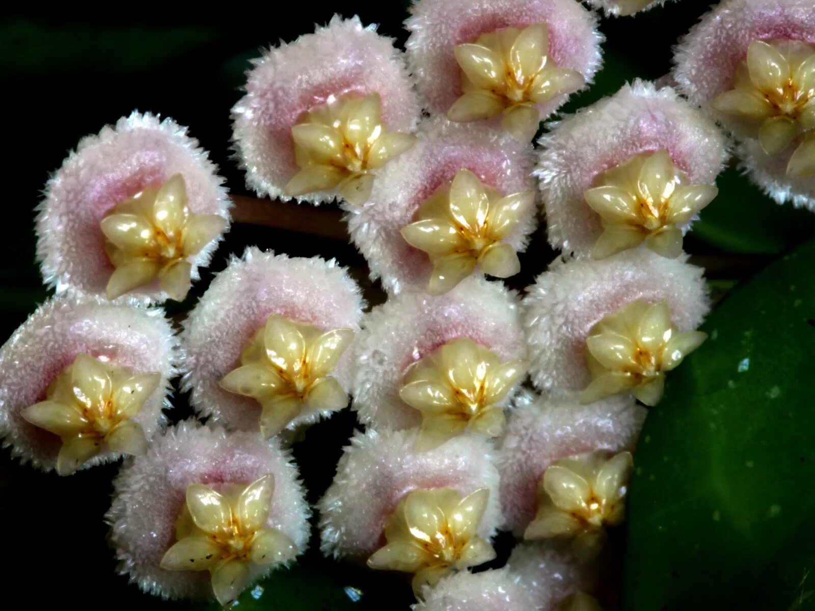 Хойя lacunosa Eskimo. Хойя лакуноза эскимо. Хойя lacunosa Langkawi. Хойя lacunosa Tove.