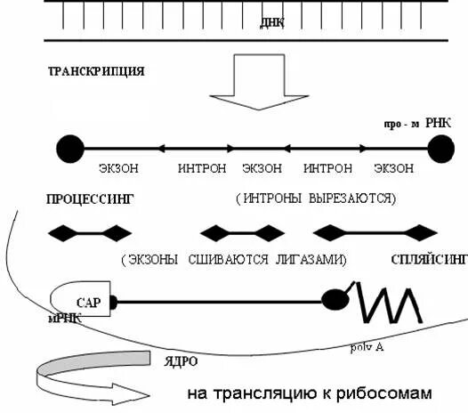 Транскрипция сообщение. Этапы реализации генетической информации у эукариот. транскрипция. схема реализации генетической информации у эукариот. схема процессинга рнк. этапы реализации генетической информации транскрипция.