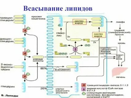 Связь обмена углеводов липидов и белков