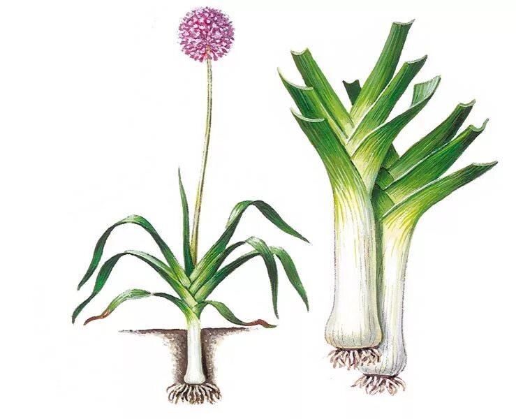 Лук покрытосеменное растение. Лук порей растение. лук-порей, дудчатый лук. лук порей строение. лук порей цветущий.