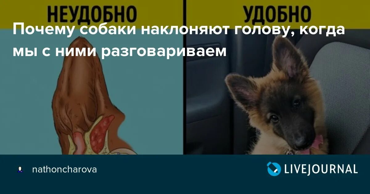 Почему собака упирается. Собака с наклоном головы.