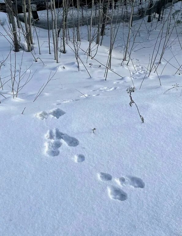 Видны заячьи следы. Заячьи следы. Следы на снегу. Заячьи следы на снегу. Следы кролика на снегу.