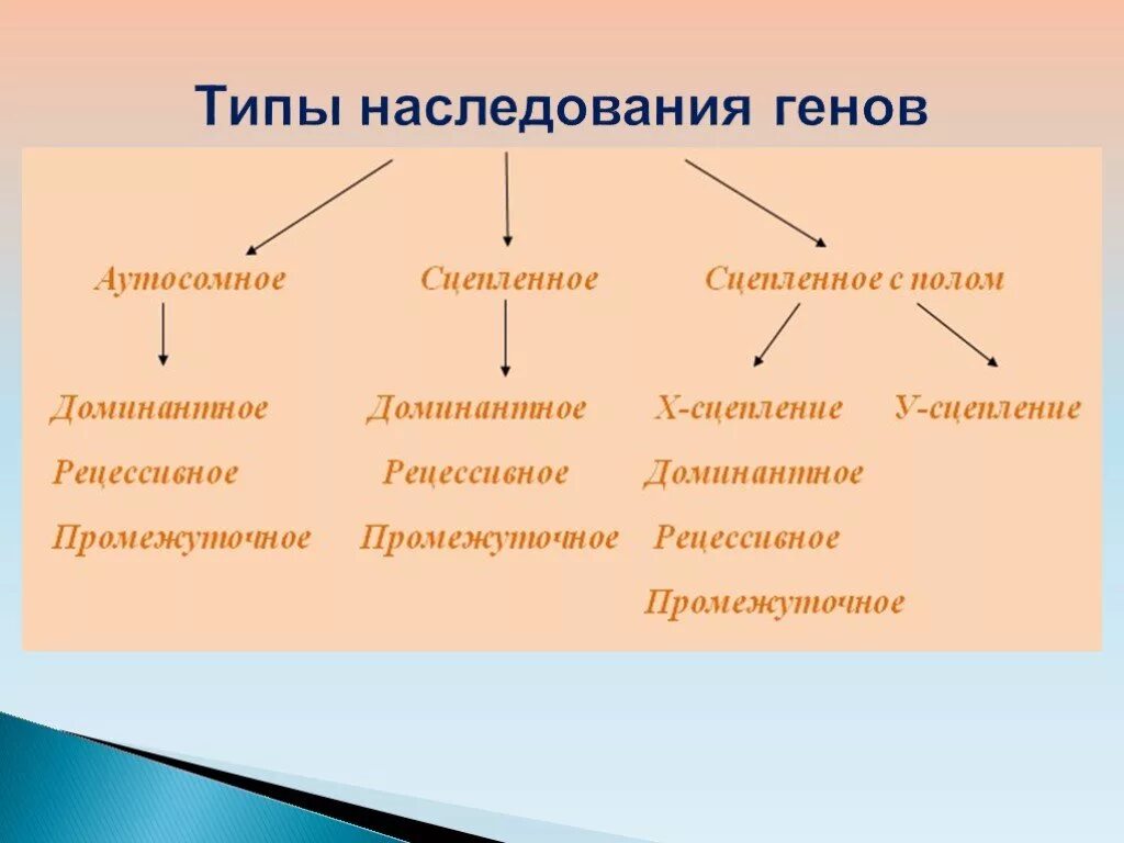 Основные наследования признаков. Типы наследования генетика биология. Типы наследования признаков генетика. Типы наследования признаков». Наследование. Классификация основных типов наследования признаков..