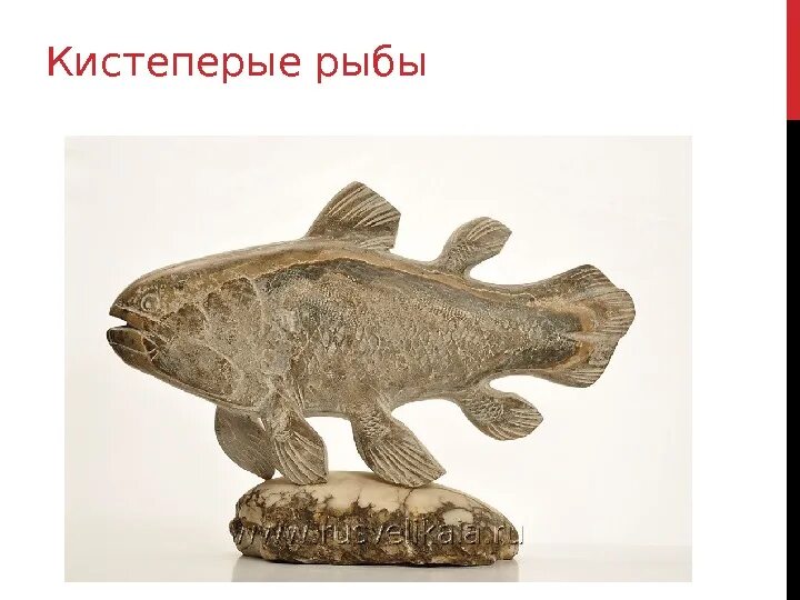 отряд кистеперые. строение кистеперых рыб. отряд кистеперые представители. кистеперая рыба латимерия. кистеперые рыбы девона.