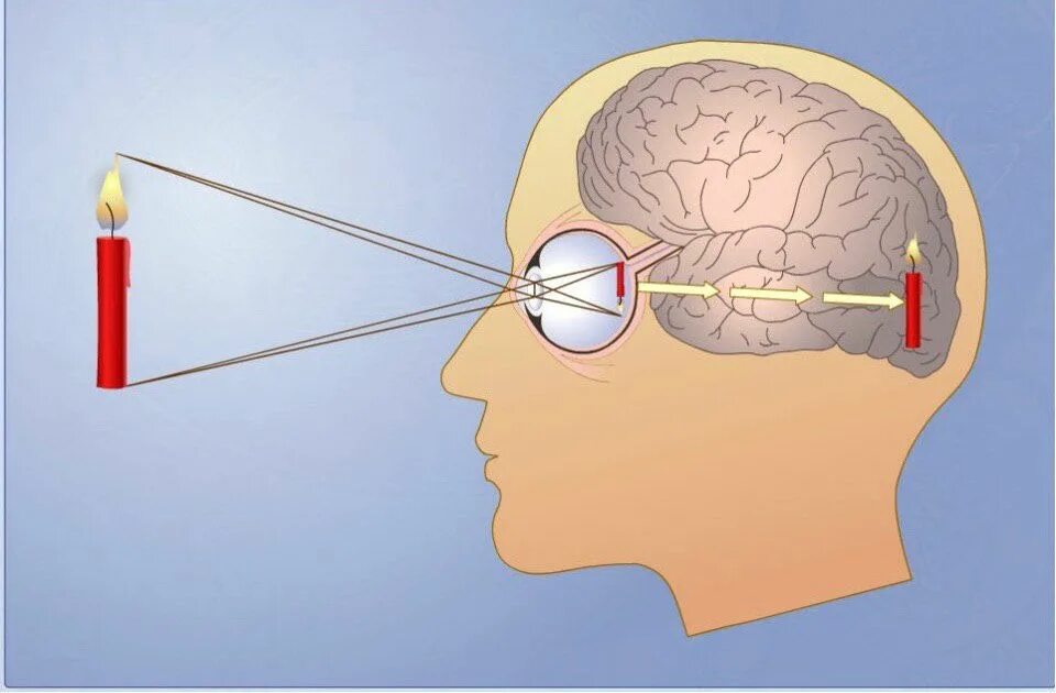 Почему зрение важнейшее формирование головного мозга. Изображение на сетчатке. Проекция изображения на сетчатку глаза. Изображение на сетчатке глаза. Анализатор зрения.
