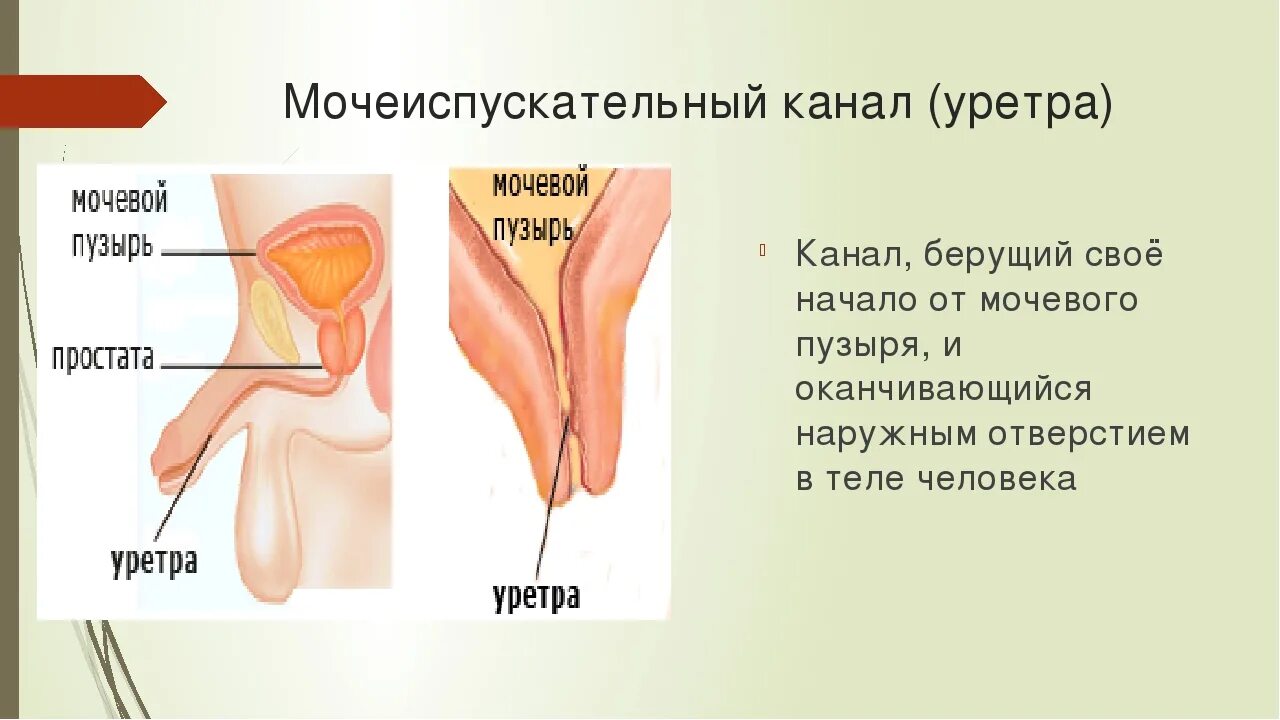 Особенности строения мочеиспускательного канала. Строение и функция мочеиспускательного канала человека. мочеиспускательный кана. строение женского мочеиспускательного канала. мужской и женский мочеиспускательный канал анатомия.