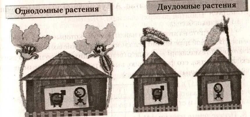 Приведите примеры однодомных и двудомных растений Тополь однодомное или двудомное