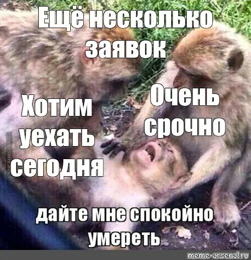 Дайте мне спокойно умереть мем обезьяны Мем Дайте Мне Спокойно Умереть 64 фото