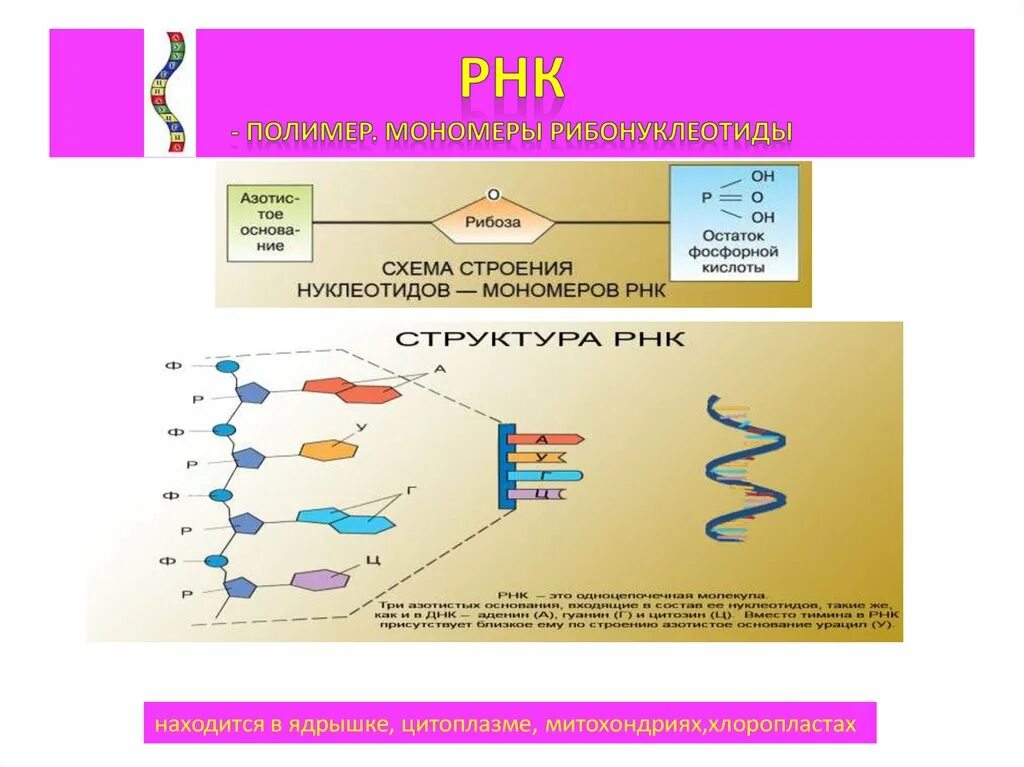 Днк какой мономер. Строение биополимера РНК. РНК полимер или мономер. РНК название и строение мономера. Мономеры ДНК И РНК.