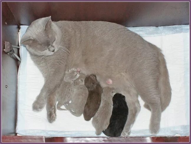 Как рождаются котята у кошки. Британский кот рожает. Британская кошка родила котят.