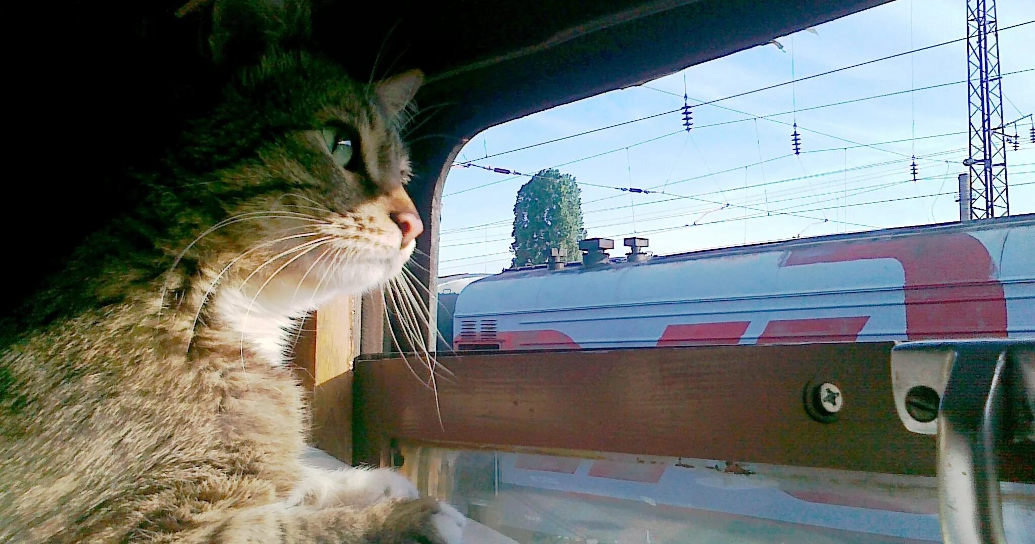 котенок на рельсах. котенок на рельсах. монорельсовый кот. котенок на рельсах. кот в электричке.