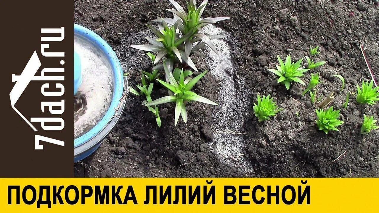 Подкормка лилий весной. Удобрение для лилий. Удобрение для лилий весной. Лилии подкормка весной. Подкормка лилии весной для цветения.