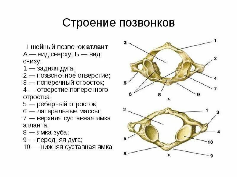8 шейный позвонок. Первый шейный позвонок атлант. строение 1 позвонка. строение шейного позвонка атланта. первый шейный позвонок атлант сверху снизу.