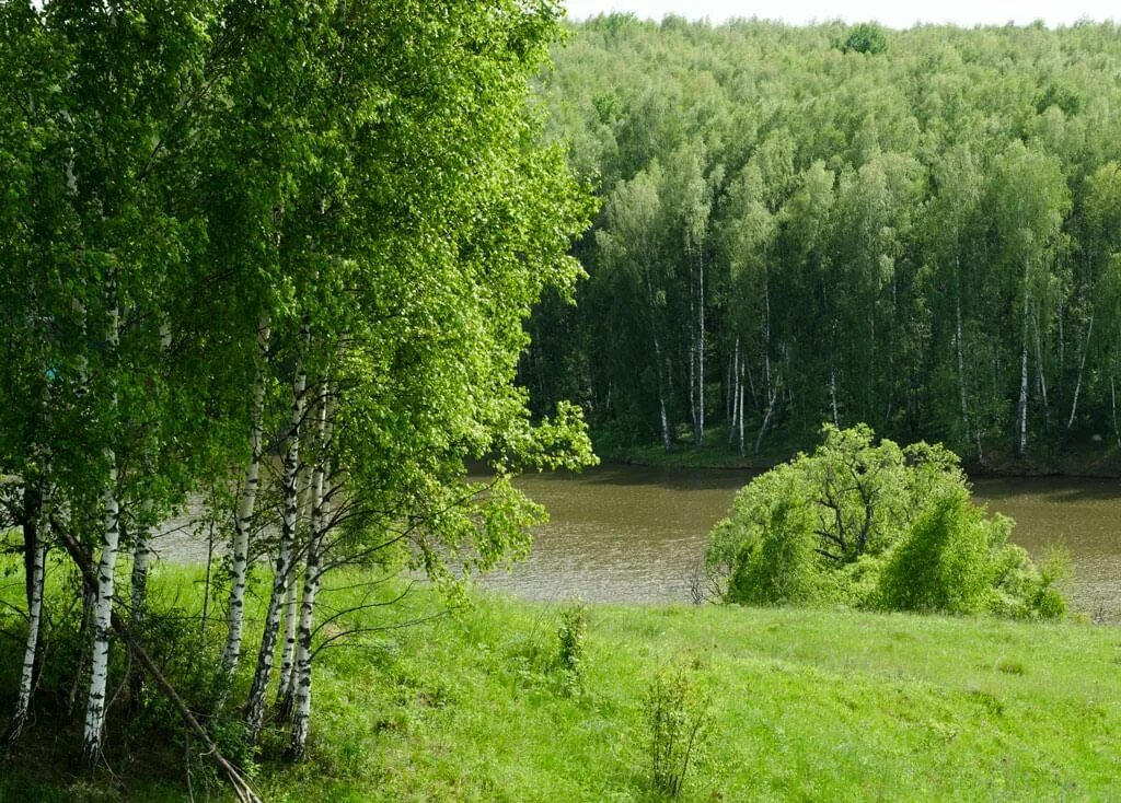 Алтайская березка. Природа Алтайского края березы. Березы у реки. Береза речка. Березовый край.