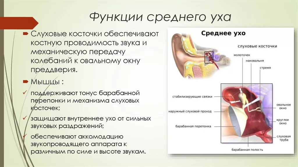 Строение и работа среднего уха. Функции слуховых косточек среднего уха. Роль слуховых косточек среднего уха. Слуховые косточки среднего уха строение и функции. Функции мышц среднего уха.