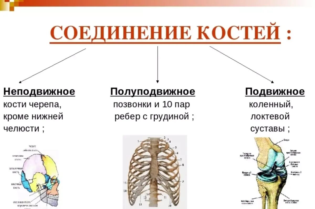 Особенности строения подвижного соединения. Типы соединений костей неподвижное полуподвижное подвижное. Типы соединения костей подвижные. Типы соединения костей полуподвижные. Типы соединения костей полуподвижные подвижные неподвижные.