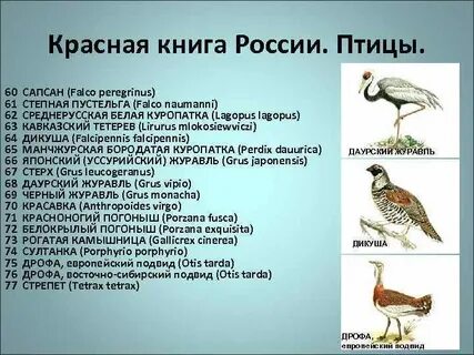 Красная книга список птиц