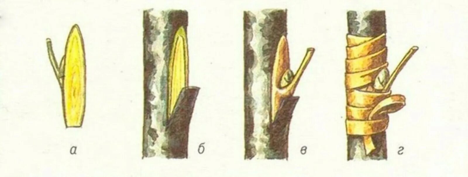 Как правильно сделать прививку на яблоне. Прививка яблони окулировкой. Прививка яблони окулировкой весной. Весенняя окулировка яблони. Окулировка груши на яблоню.