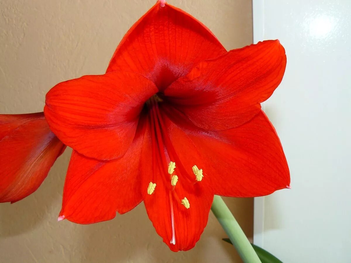 комнатные цветы стрела с цветами. комнатные цветы гиппеаструм. луковичный цветок амариллис.