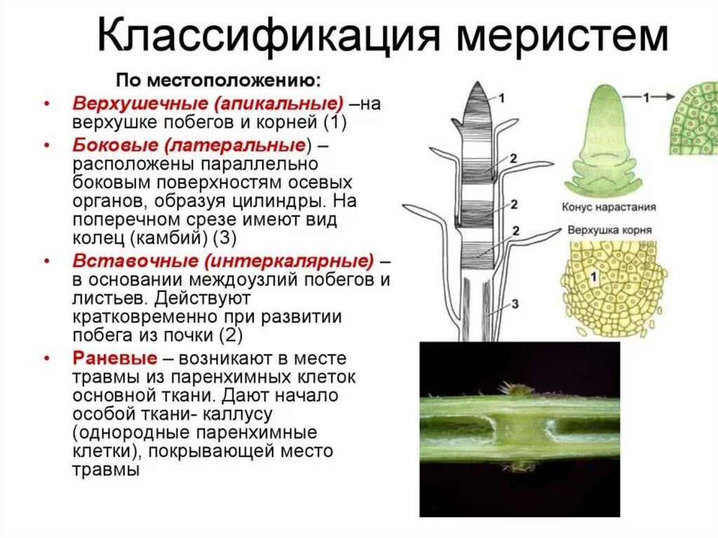 Типы меристем. Образовательная ткань растений меристема. Функции апикальной меристемы. Апикальная меристема стебля.