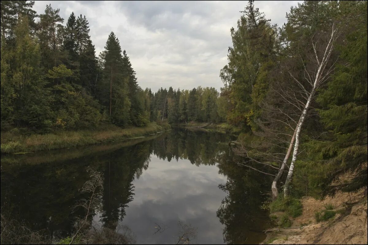 угрюм река пейзажи. рожнёвский бор лес. угрюмый бор. шум в лесу. янтарная сосна.