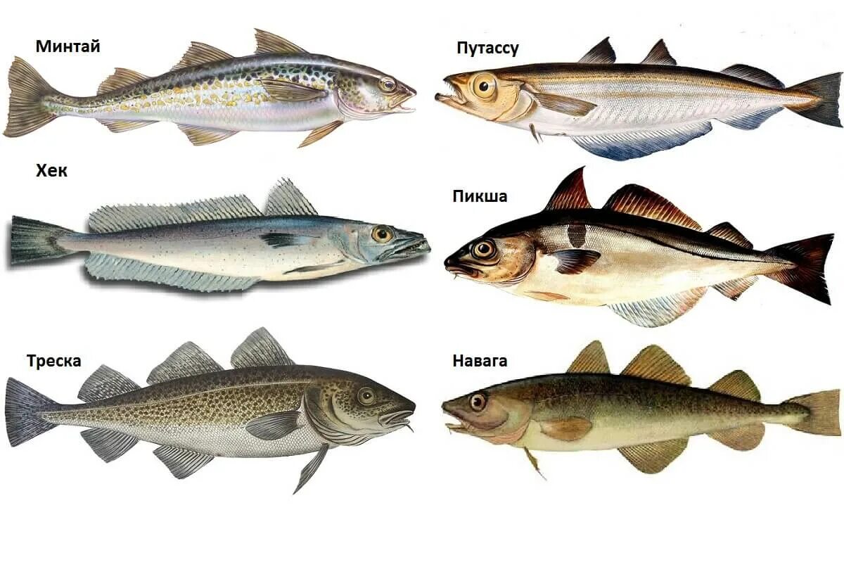 Рыба семейства тресковых. Морская рыба минтай, путассу. Минтай навага путассу. Минтай навага треска. Северная треска 6 букв