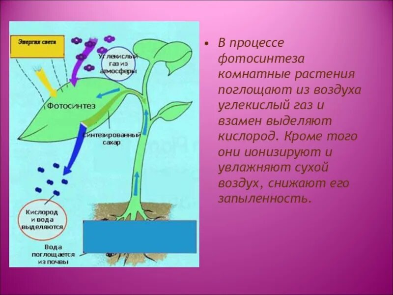 В результате фотосинтеза кислород. Процесс фотосинтеза углекислый ГАЗ кислород. Что поглощают растения в процессе фотосинтеза?. Поглощение углекислого газа растениями. Растения поглощают углекислый ГАЗ И выделяют кислород.