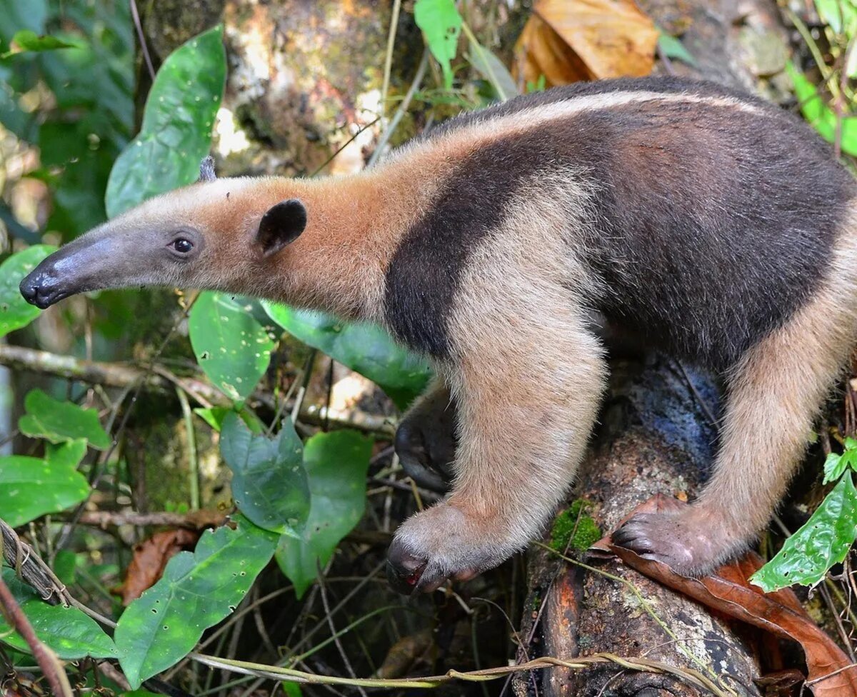 какое животное дало название красящему. красный лемур вари. виргинский опоссум. животные коллаж. очковый ревун.