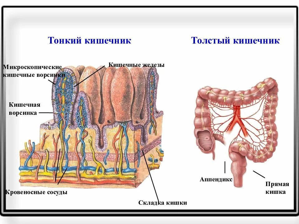 Ободочная толстая кишка анатомия. Строение ворсинки Толстого кишечника. Складки и ворсинки тонкого кишечника. Кишечные ворсинки толстый кишечник. Прямая толстая и тонкая кишка