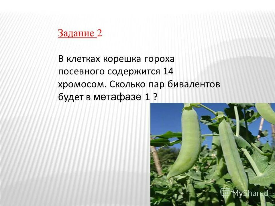 Число хромосом гороха. Число хромосом гороха. Число хромосом в диплоидном наборе. Горох посевной содержит. Гены, находящиеся в разных парах гомологичных.