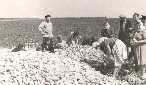 Сельское хозяйство 1947 ссср. Колхоз ссср в годы войны. Колхоз путь ленина тамбовская область село сосновка. Колхоз путь ленина ставропольский район самарской области. Колхозы 1946.