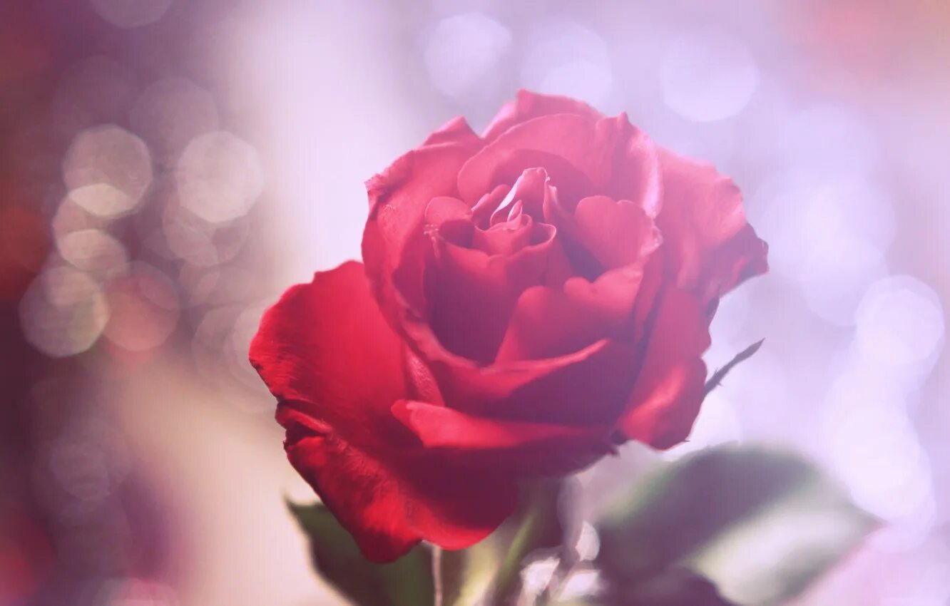 Розы фон. Красный цветочек. Цветы боке.