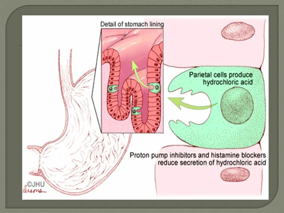 Ингибиторы секреции соляной кислоты ингибиторы протонной помпы. Протонная помпа в желудке механизм. Протонная помпа в желудке механизм действия. Париетальные клетки желудка вырабатывают. Слизистые клетки вырабатывают