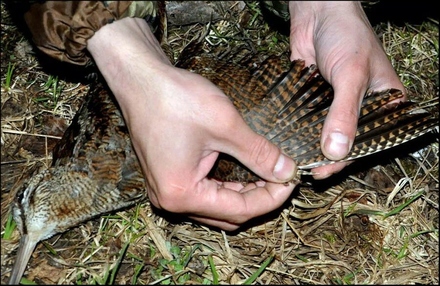 Вальдшнеп птица кулик птица кулик. Как используют перья птицы вальдшнеп. Перо вальдшнепа. Как используют перья птицы вальдшнеп. Изделия из перьев птиц.
