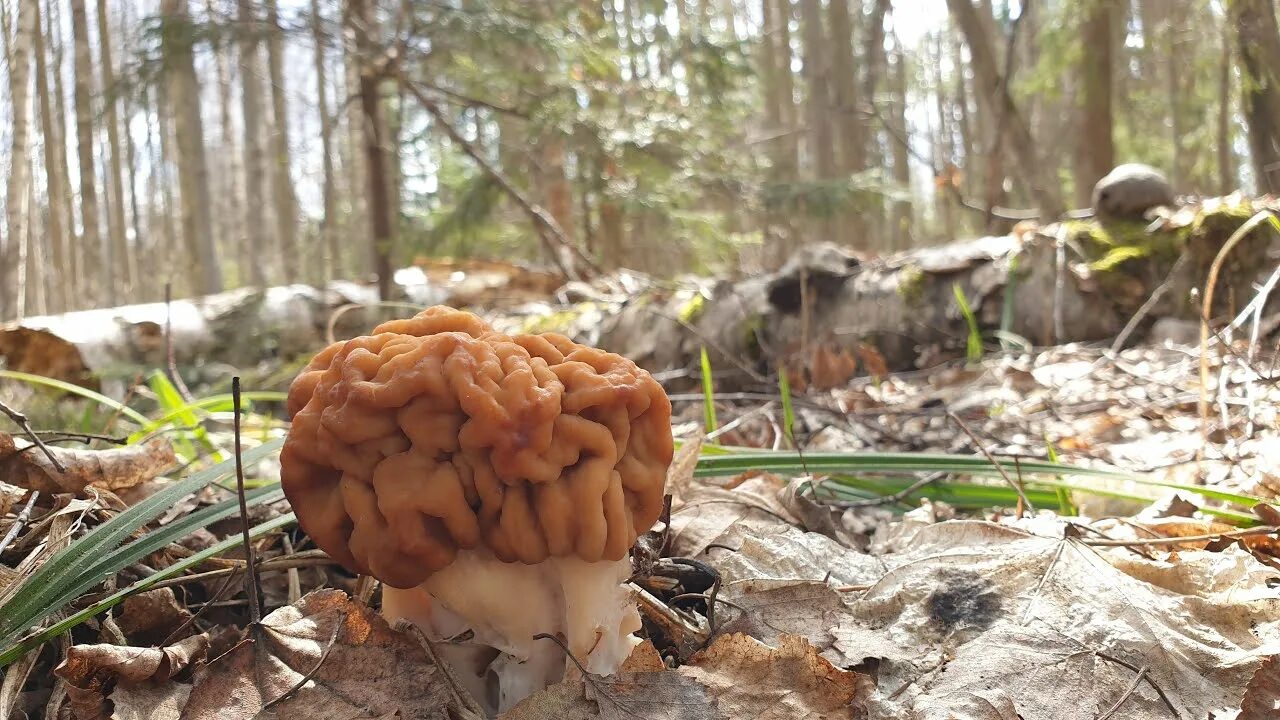 Гриб строчок гигантский. Весенние грибы сморчки. Строчок гигантский — Gyromitra Gigas.. Строчок гриб весенний.