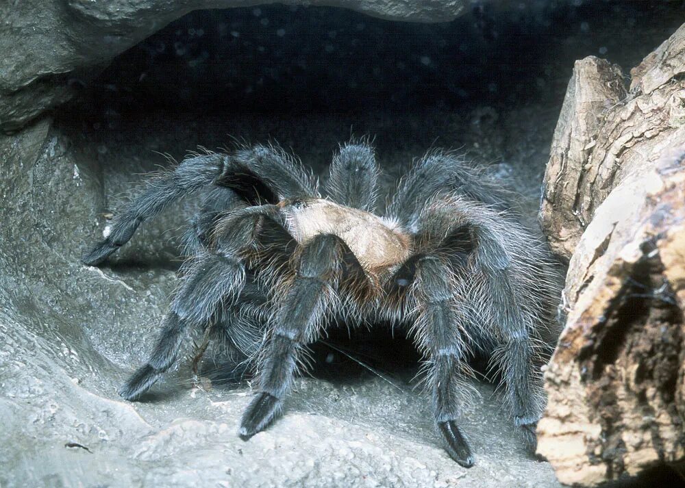 Увидеть паука днем. Тарантул Aphonopelma. Афонопельма Симони. Brachypelma albiceps. Aphonopelma mooreae.