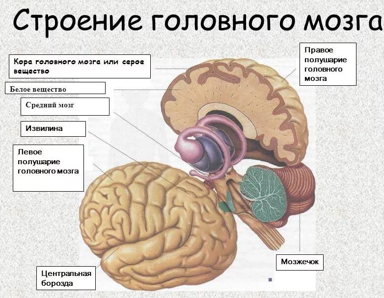 Окружающий мир головной мозг. Большие полушария головного мозга структуры белого вещества. Анатомия серого вещества ствола головного мозга.. Белое вещество коры головного мозга строение. Строение и функции белого вещества больших полушарий.