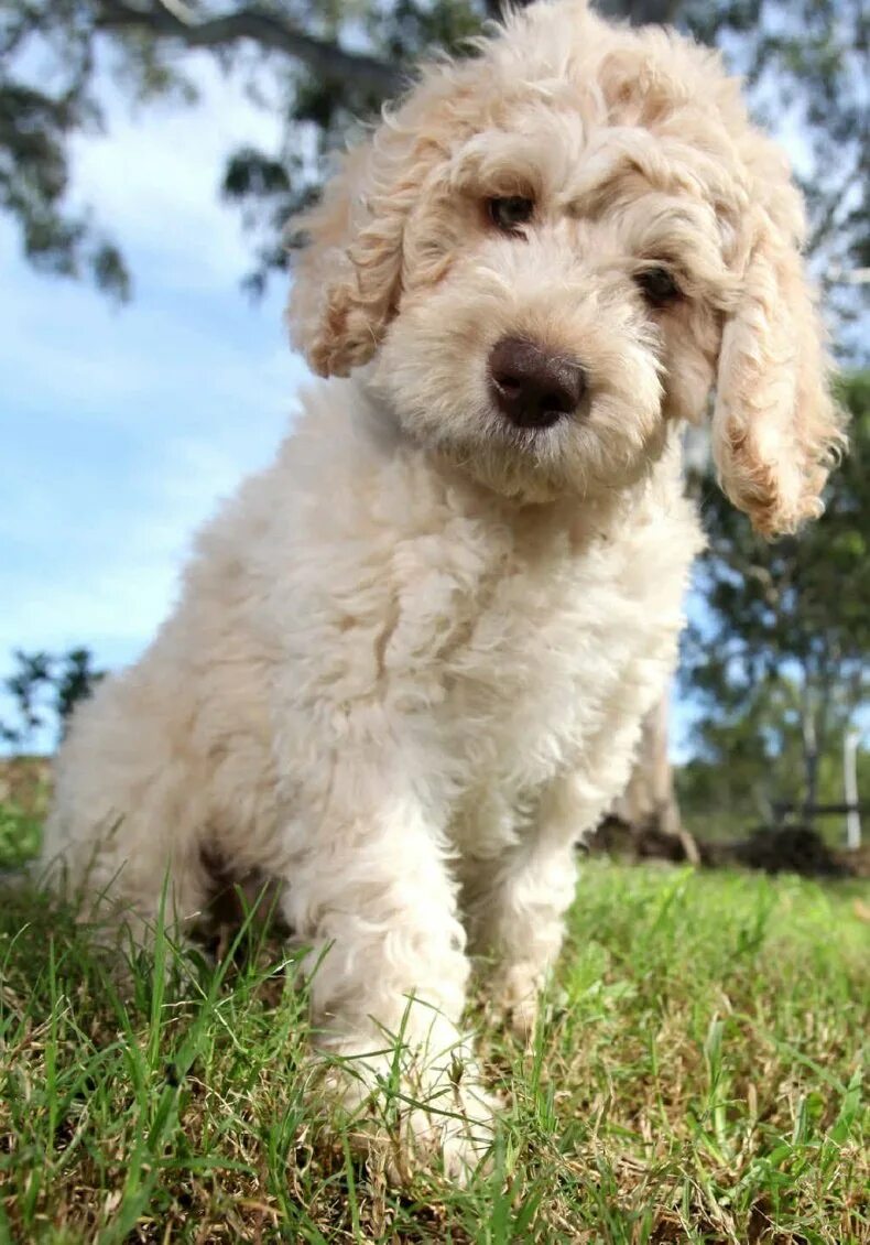 лабрадор пудель. лабрадудль. лабрадор пудель. лабрадудль карликовый. лабрадудль.