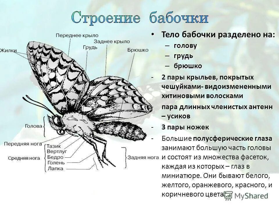К какому отделу тела прикрепляются крылья. Строение конечностей бабочки. рассмотри рисунок и подпиши основные части тела бабочки. строение крыльев чешуекрылых насекомых. основные части тела бабочки 3 класс.