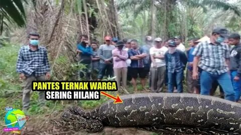 Ular Piton Besar Sepanjang 10 Meter Ditemukan Warga Tak Berd4y4!! 