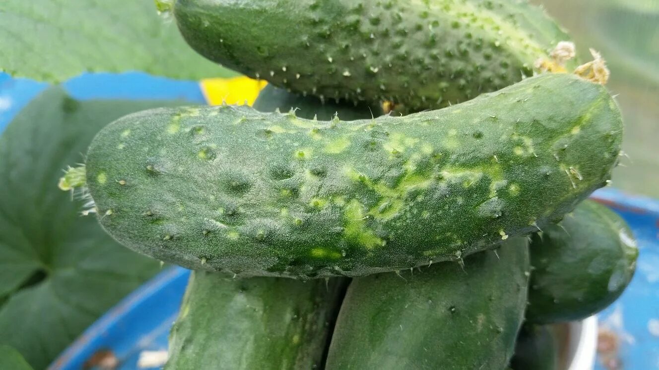 Обыкновенная огуречная мозаика (cucumber Mosaic virus).. Зеленая крапчатая мозаика огурца. Вирус зеленой крапчатой мозаики огурца. Огуречная пятнистость огурца. Почему плоды огурцов