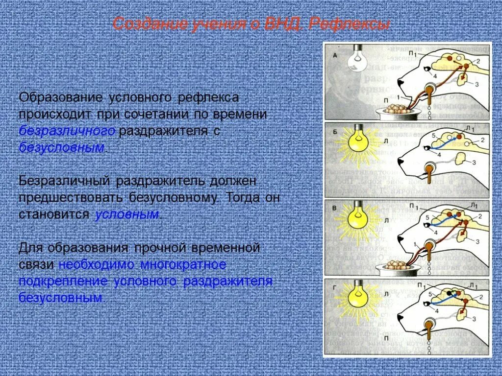 Временные связи условного рефлекса. Условных рефлексах, торможении условных рефлексов.. Торможение условных рефлексов схема.