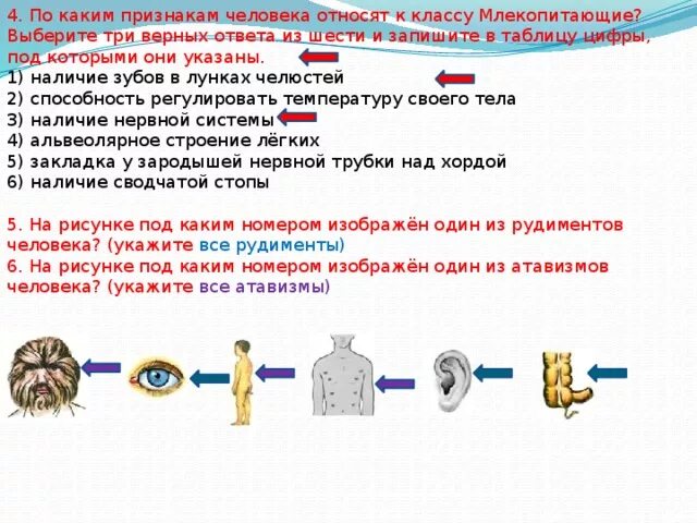 Почему человек относится к классу. Человека относят к классу. По каким признакам человека относят к классу млекопитающие выберите. Признаки по которым человека относят к млекопитающим. Человека относят к классу млекопитающих так как.